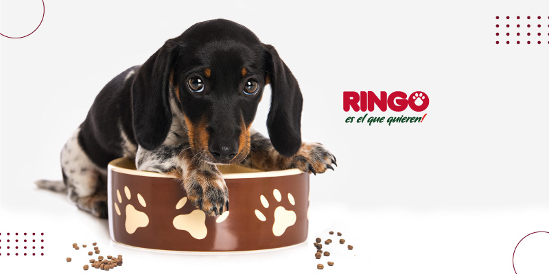 Uno de los cuidados más importantes para tener a tu cachorro sano, es brindarle una buena alimentación, para su desarrollo físico y vida saludable. Ringo Cachorros y estos consejos te ayudarán a mejorar la calidad de la dieta de tu cachorro.